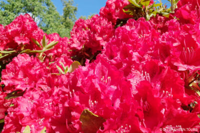 Rhododendronpark Graal-Müritz